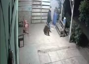 Buat Resah, Komplotan Maling Satroni Rumah Warga di Sinarjawa Tanggamus.